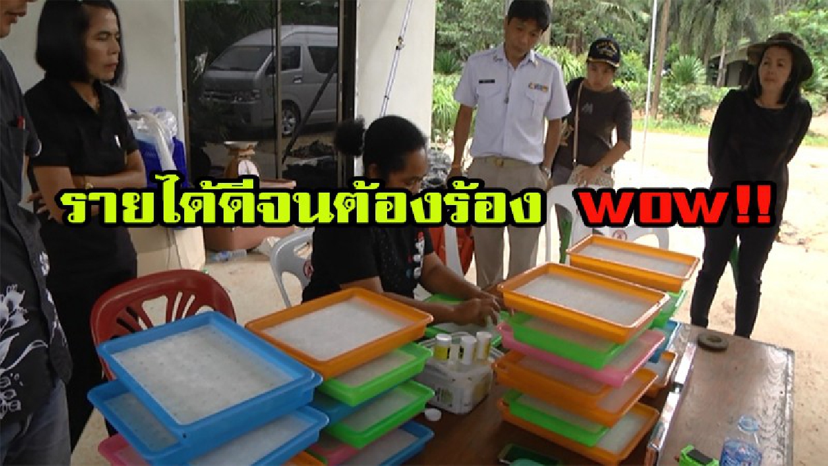 ใครอยากรวยต้องอ่าน!!! รายได้ดีจนต้องร้อง WOW !!!! เกษตรกรสร้างรายได้ กว่า 1 แสนต่อเดือน เขาปลูกอะไร เขาทำยังไงไปดูกัน...........