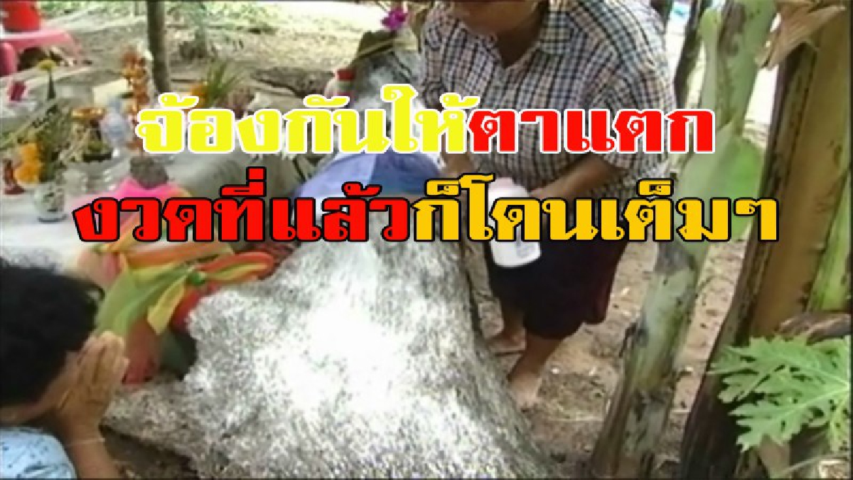 จ้องกันให้ตาแตก!!!! นับถอยหลังวันหวยออก!!! แห่ขอเลขเด็ดต้นตะเคียนที่ อ.พิมาย จ.โคราช หลังงวดก่อนให้โชครวยทั้งหมู่บ้าน