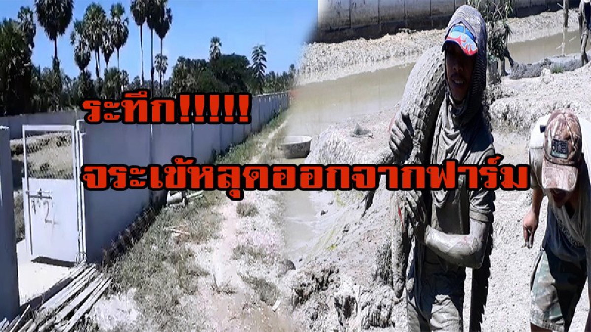 สุดระทึก!!!!! จระเข้หลุดฟาร์มชาวบ้านยิงตายแล้ว 20 ตัว ยังไม่ทราบแน่ชัดว่าหลุดออกไปกี่ตัว หวั่นหลุดลงแหล่งน้ำธรรมชาติ เป็นอันตราย
