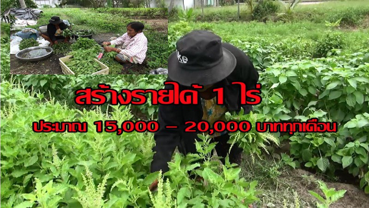 คุณยายวัย 72 ปี เดิตามแนวทฤษฎีเศรษฐกิจพอเพียงของในหลวงรัชกาลที่ 9 ที่ 1ไร่ สร้างรายได้15,000 – 20,000 บาททุกเดือนตลอดทั้งปี ทำได้อย่างไรไปดู