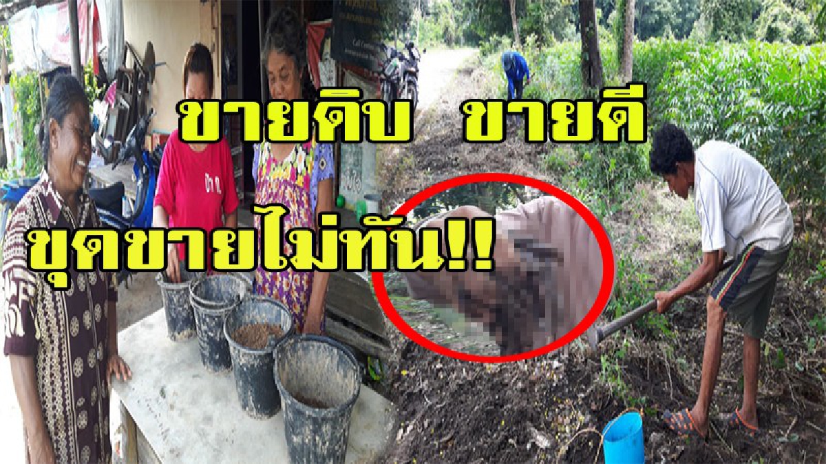 รายได้ดีจนไม่น่าเชื่อ!!! ขายดิบ ขายดีจนขุดขายไม่ทัน สร้างรายได้สูงสุดวันละ 500 - 1000 บาทเลยทีเดียว ใครมีรีบขุดกันเร็ว!!