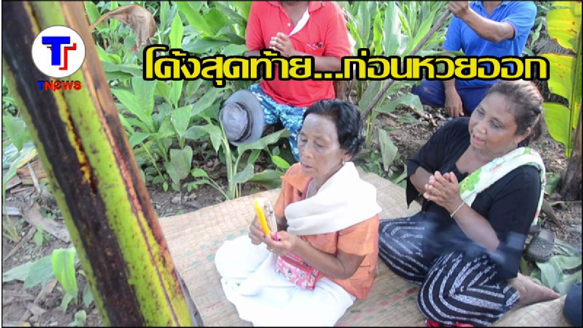 โค้งสุดท้ายก่อนหวยออก...ชาวบ้านแตกตื่น เครือเดียว แต่มีหัวปลีโผล่ออกมาถึง 2 หัว