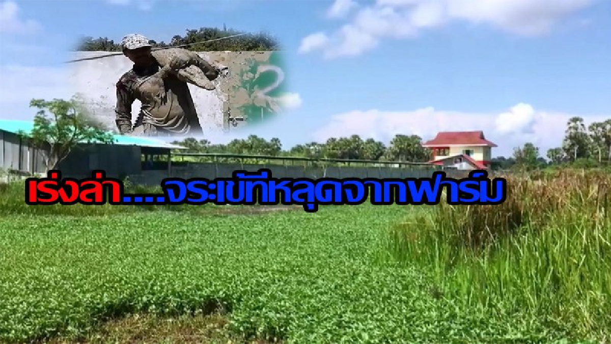 จัดทีมเร่งล่า....จระเข้ที่หลุดจากฟาร์มอีก 5 ตัว!!!