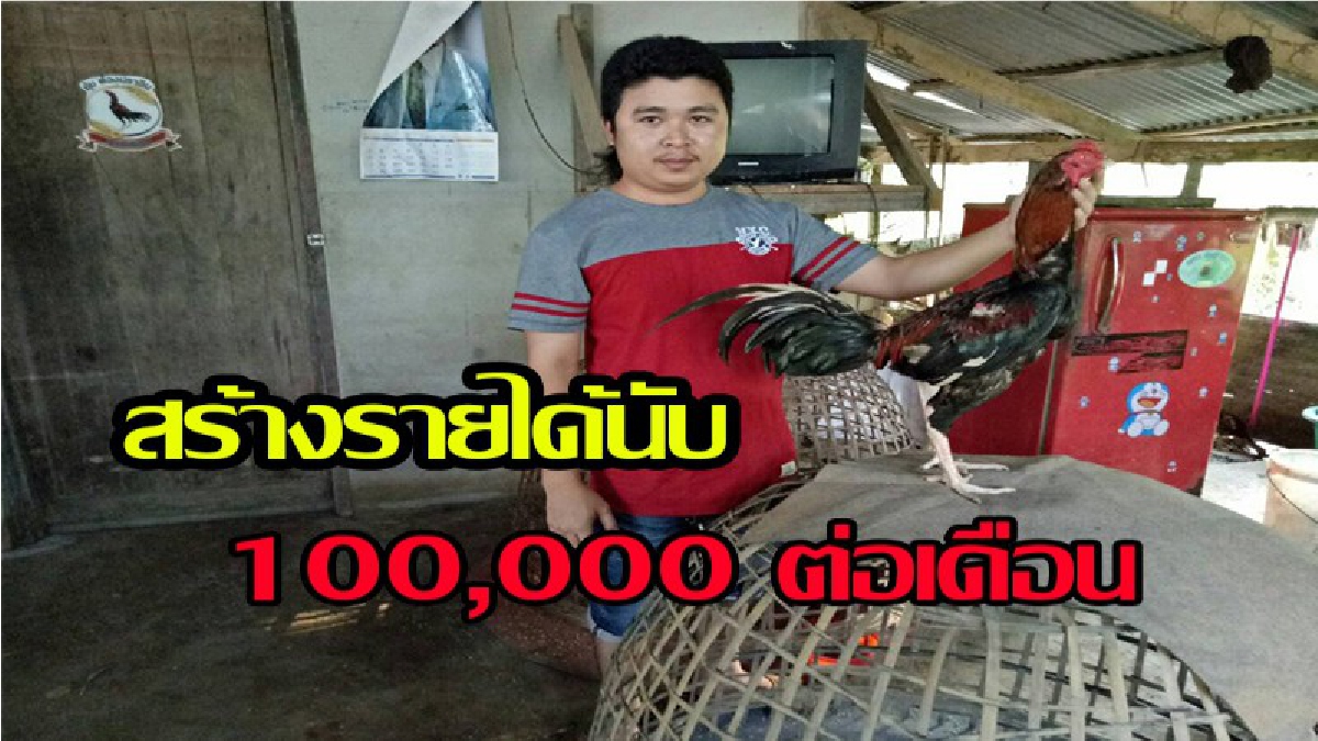 กลับตัวกลับใจสร้างอาชีพ มีรายได้!!เด็กแว้นซิ่ง...!!!ผันตัวเองมาเลี้ยงไก่ชนขาย  สร้างรายได้นับแสนบาทต่อเดือน