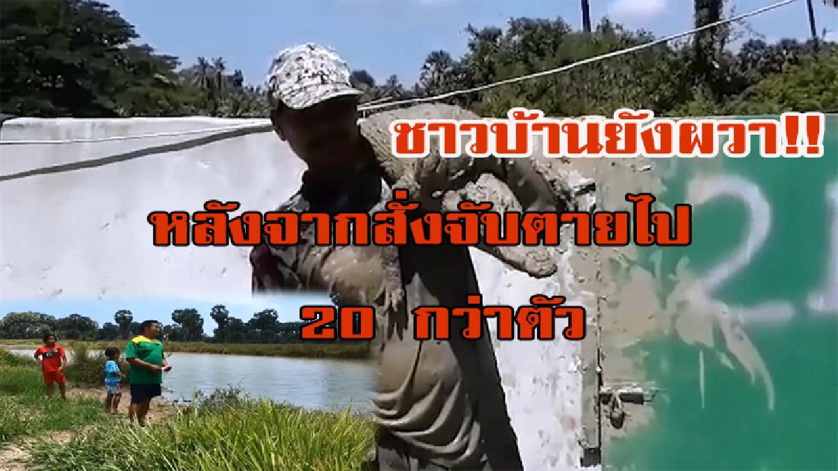 ยังคงเหลือ หลังสั่งจับตายไป 20 กว่าตัว!! จระเข้ที่หลุดจากฟาร์ม ล่าสุดพบจระเข้เพิ่มอีก 1 ตัว แต่ไม่สามารถจับได้ ชาวบ้านยังคงกังวลวจะอันตราย!!
