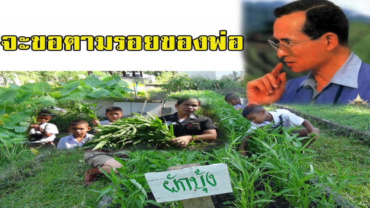จะขอตามรอยของพ่อ!!! หนูทำได้ หนูกินได้ อาหารของพ่อ (ขยายผลเกษตรเพื่ออาหารกลางวัน ขับเคลื่อนการพัฒนาตามปรัชญาของเศรษฐกิจพอเพียง)