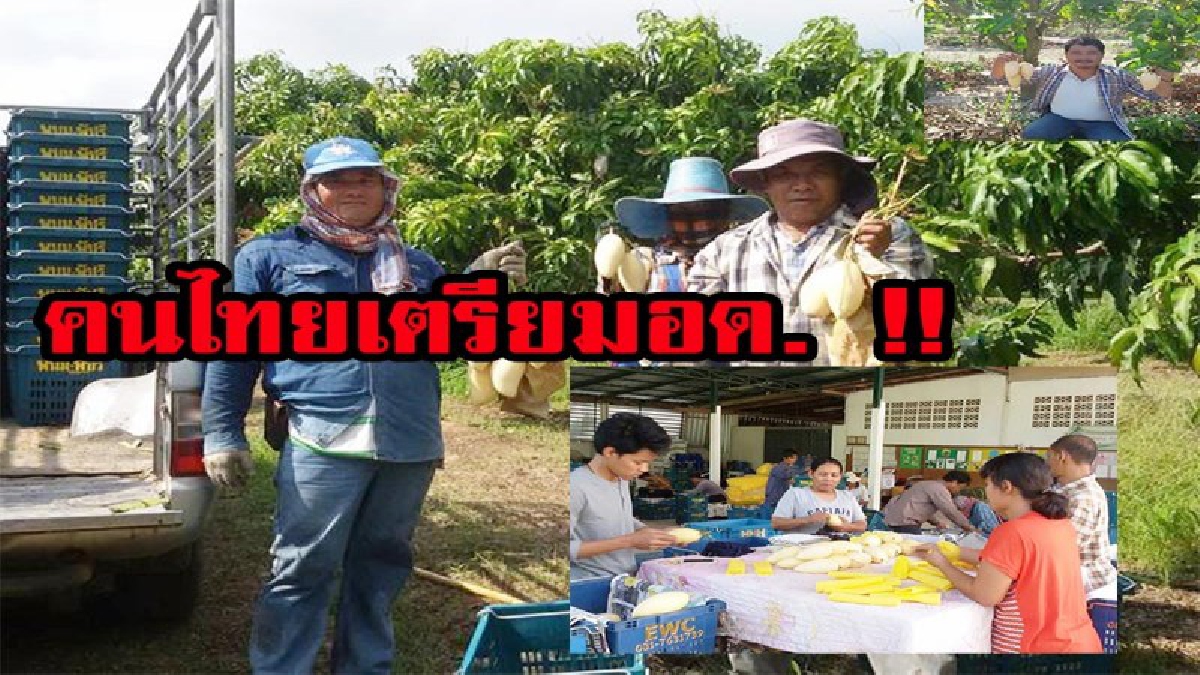 พุ่งกระฉูด หยุดไม่อยู่เกษตรกรยิ้มแป้น เตรียมเป็นเศรษฐีเกาหลีใต้ย้ายฐานจากเวียดนามแห่ซื้อมะม่วงน้ำดอกไม้สีทองประจวบฯไม่อั้นทำราคาพุ่ง กก.ละ 1