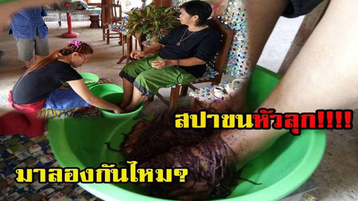 สปาขนหัวลุก!! กลุ่มวิสาหกิจเพาะเลี้ยงไส้เดือนเปิดตัว"พันธุ์ไทเกอร์" เผย..สรรพคุณดีเลิศ ต้องลองสักครั้งแล้วจะรู้ว่าดีต่อใจ
