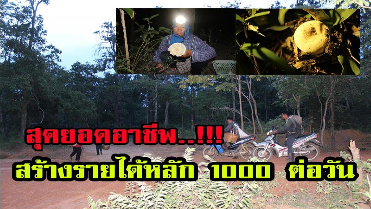 ว้าว ว้าว..ชาวบ้าน ส่องเห็ดขาย สร้างหลายได้ หลัก 1000 ต่อวัน ทำอย่างไรต้องดูมีคลิป!!
