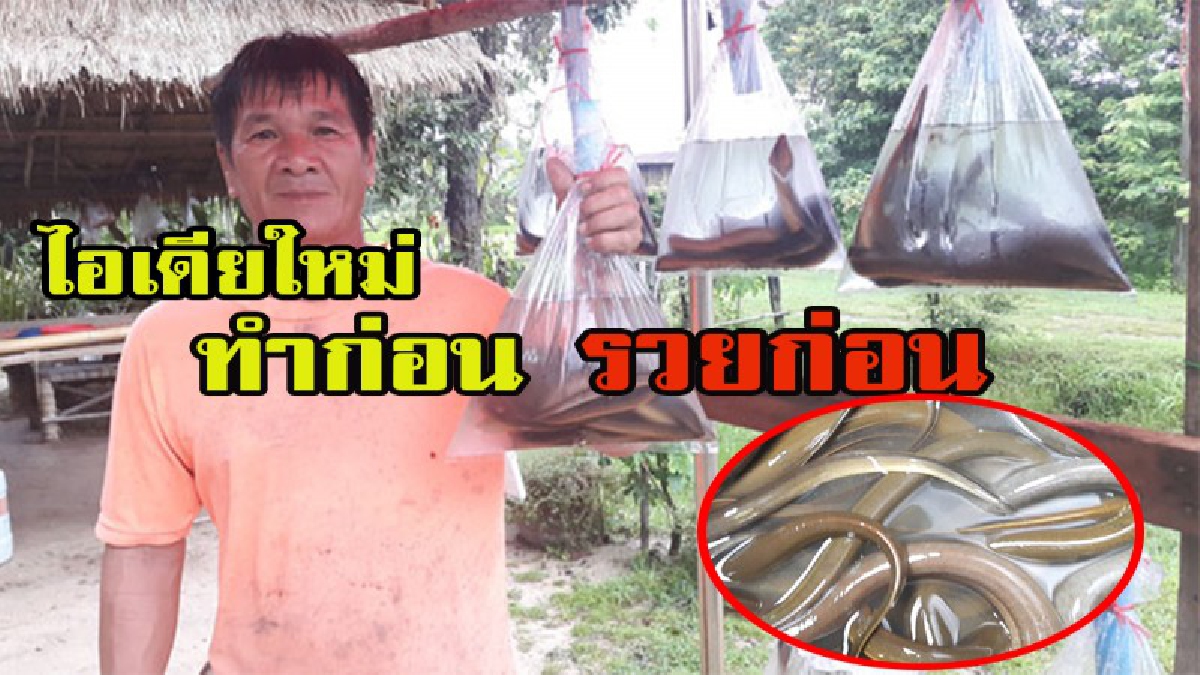 ไอเดียใหม่ ทำก่อน รวยก่อน !!!! ใช้กระบอกไม้ไผ่จับปลาไหลตามทุ่งนาและตามแหล่งน้ำธรรมชาติขึ้นมาวางขายตามริมถนน สร้างรายได้ 500 – 1,000 บาท