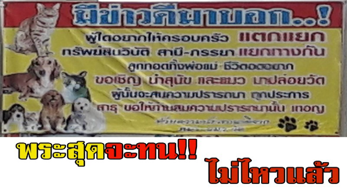 วัดดังเมืองชล วอนญาติโยม อย่าเอาภาระมาให้วัดอีกเลย พระไม่ไหวแล้ว แมวหมาเต็มวัด หลังโดนแอบเอามาปล่อย