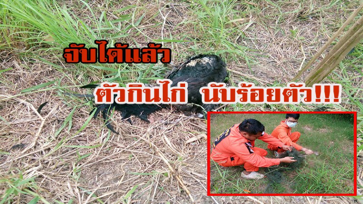 จับได้แล้ว!!!!! ตัวขโมยกินไก่ กินสุนัข ปลัดอบตพิมาย นับร้อยตัว ที่แท้เป็นเจ้าตัวนี้....หลังติดตาข่ายที่ทางเจ้าหน้าที่ดักจับไว้ ( มีคลิป )