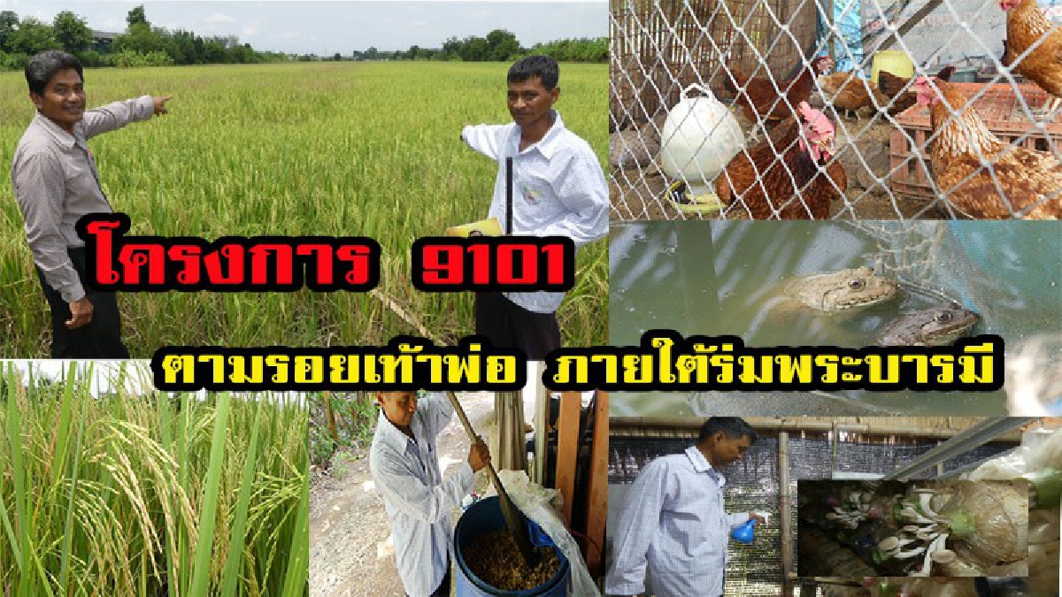 โครงการ 9101 ตามรอยเท้าพ่อ ภายใต้ร่มพระบารมีเปลี่ยนชีวิตลดต้นทุนสร้างอาหารปลอดภัย ทำอย่างไรไปดูกันมีคลิป
