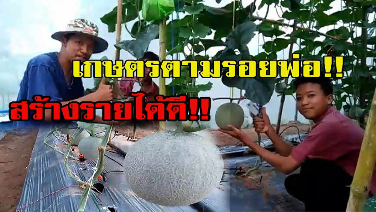 ตามรอยพ่อ!!!! นักเรียน.วังใหม่พัฒนาอ.เทพสถิต ปลูกเมล่อนแปลงเกษตรพอเพียงสร้างรายได้ดี