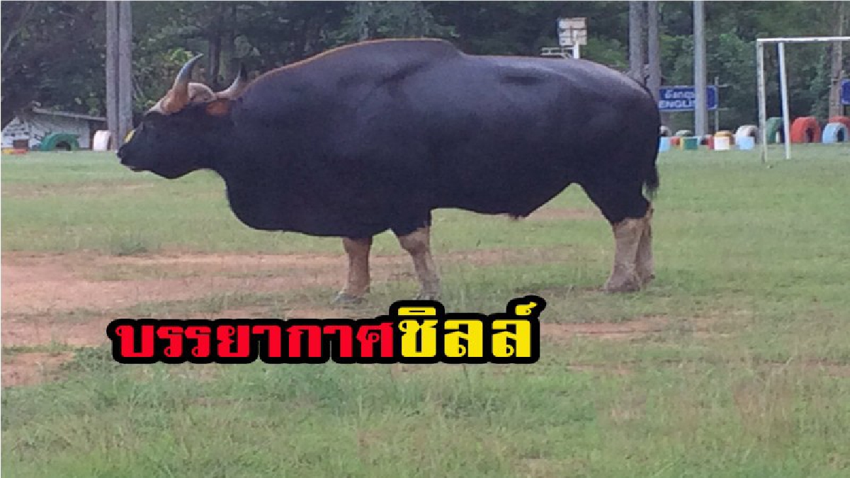 ฮือฮากันทั้งหมู่บ้าน....กระทิงหนุ่มรูปงามพลัดหลงฝูงมาเดินเล่นชิลล์ในหมู่บ้าน มีคลิป