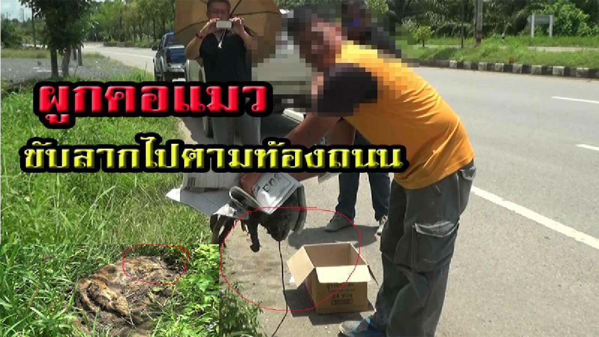 ใครกันเล่นแผลงๆ!! หนุ่มขับรถลากแมว ปฎิเสธทั้งน้ำตา ไม่ใช่คนเอาแมวมาผูก ใครจะด่าไม่โกรธแต่ยืนยันไม่โหดร้ายแบบนั้น มีคลิป