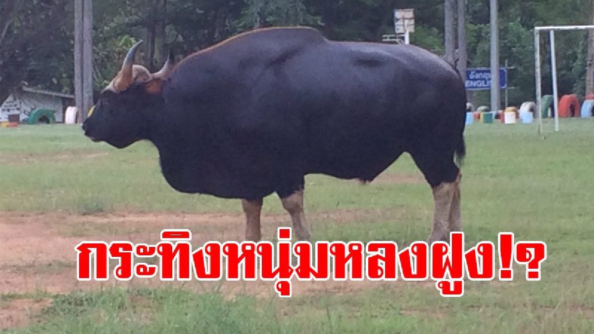 โดนเข้าจังๆ..บอกเลยมีร่วง!? พบกระทิงหนุ่ม กล้ามแน่น พลัดหลงฝูง เข้ามาเดินเล่นอยู่ภายในหมู่บ้าน เล่นเอาชาวบ้านผวา หวั่นเกิดอันตาย!? (คลิป)
