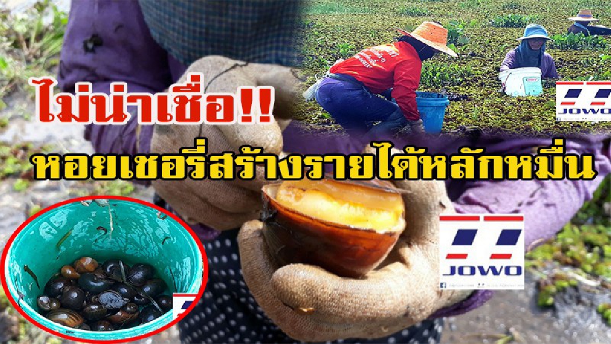 ไม่น่าเชื่อ!!!! หอยเชอรี่ที่ใครๆไม่ต้องการ แต่ที่จ.สุรินทร์ชาวบ้านหัวใส พลิกวิกฤตแห่ล่าหอยเชอรี่ สร้างรายได้หลายหมื่นบาทต่อเดือน (มีคลิป)