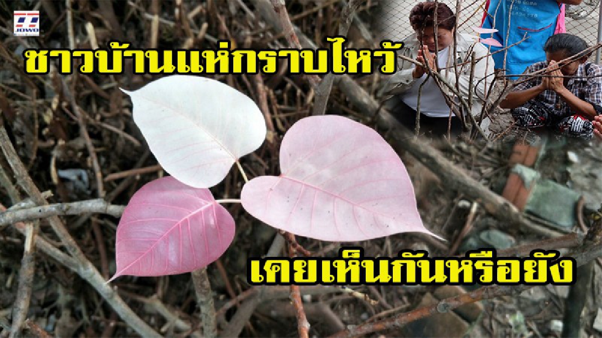 เคยเห็นกันหรือยัง!! ชาวบ้านแห่กราบไหว้ขอพร ต้นโพธิ์วัดโรงโคออกใบประหลาด เชื่อเป็นบารมีหลวงพ่ออั้น เกจิชื่อดังแห่งลุ่มน้ำสะแกกรัง