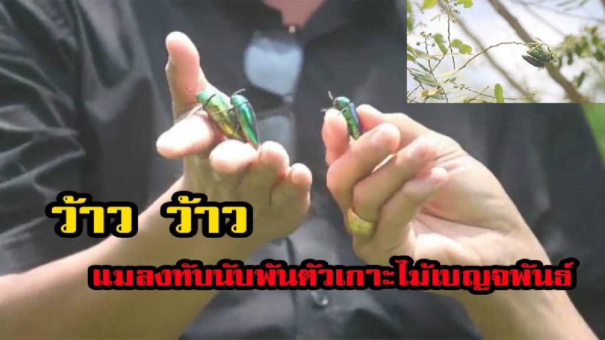 ว้าว ว้าวสุดตื่นตาตื่นใจ ....พบแมลงทับนับพันตัวเกาะไม้เบญจพันธ์ในไร่ที่พัทยา (มีคลิป)
