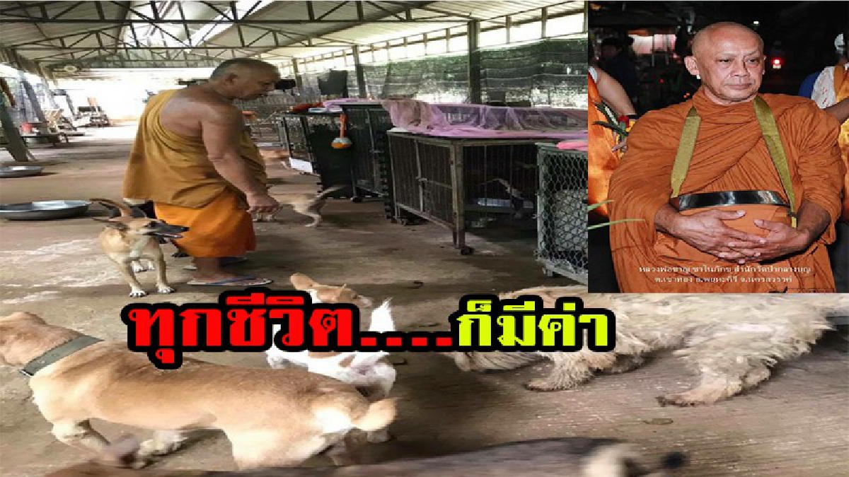 เรื่องดีๆ ที่ต้องบอกต่อ สุดยอดหลวงพ่อผู้เมตตาเลี้ยงสุนัขจรจัดกว่า500ตัวในสำนักสงฆ์ วอนสังคมช่วยแชร์ มีคลิป