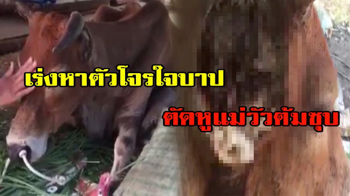 บิ๊กตำรวจทุ่งใหญ่ เร่งหาตัวโจรใจบาปตัดหูแม่วัวต้มซุบ!!! ตร.ตั้ง 2 ประเด็น โจรตัดหูแม่วัวต้มซุปแกล้มเหล้าและโกรธแค้นส่วนตัวกับเจ้าของ