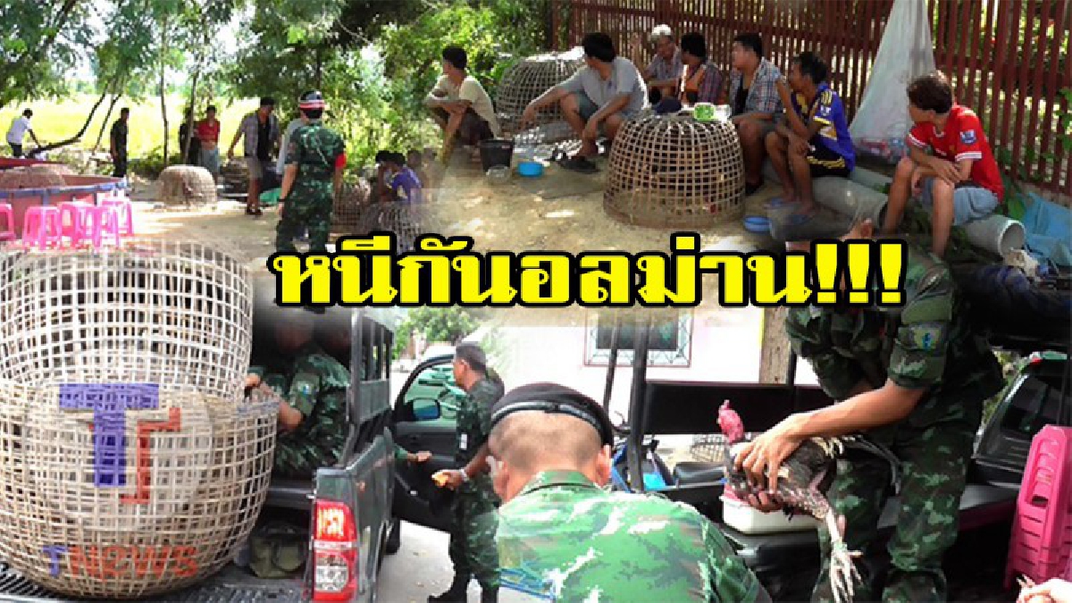 งานนี้มีกระเจิง!!! แถมทิ้งไก่ชนอันเป็นที่รักไว้ในสังเวียนให้ตีกันโดยไม่มีใครคอยดูแล  หลังทหารบุกจับบ่อนภายในหมู่บ้านหรู นักพนันชิ่งหนีอลม่าน