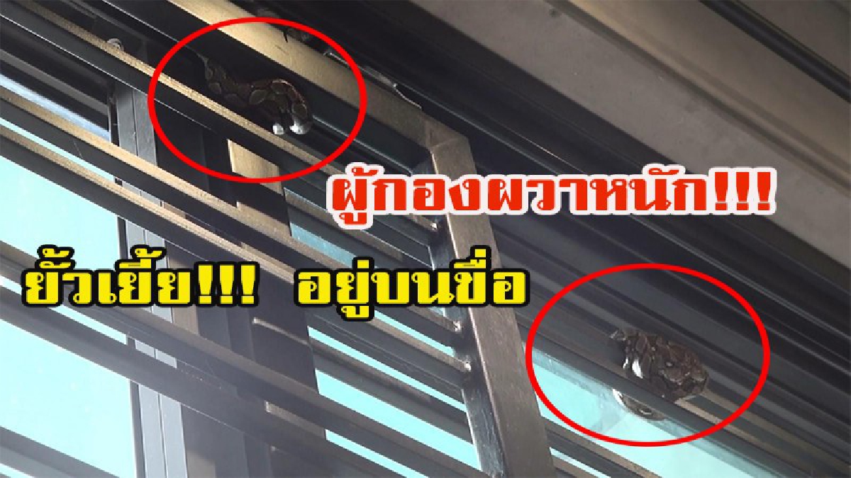 ผู้กองผวา!!! แม้จะเป็นตำรวจแต่ถ้าเรื่องงูก็ไม่กล้าเข้าใกล้เหมือนกัน!!! พบลูกงูเหลือม3ตัวยั๊วเยี๊ยะในบ้านอาจมีทั้งแม่งูและลูกงูอีกหลายตัว
