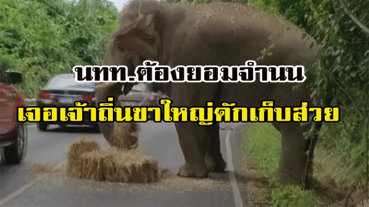 ยอมแล้วพี่ขาใหญ่!!! นักท่องเที่ยวแทบหยุดหายใจ เจอพี่ช้างเขาใหญ่เจ้าถิ่นดักเก็บค่าผ่านทางกลางถนน (มีคลิป)
