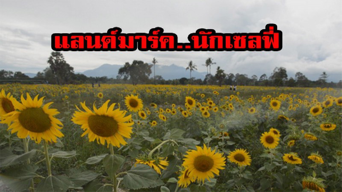 แลนด์มาร์ค..นักเซลฟี่ใครที่ชอบถ่ายรูปบอกเลยห้ามพลาด ทุ่งทานตะวัน ที่มหาวิยาลัยวลัยลักษณ์สวยมากเห็นแล้วจะร้อง ว้าว ว้าว มีคลิป