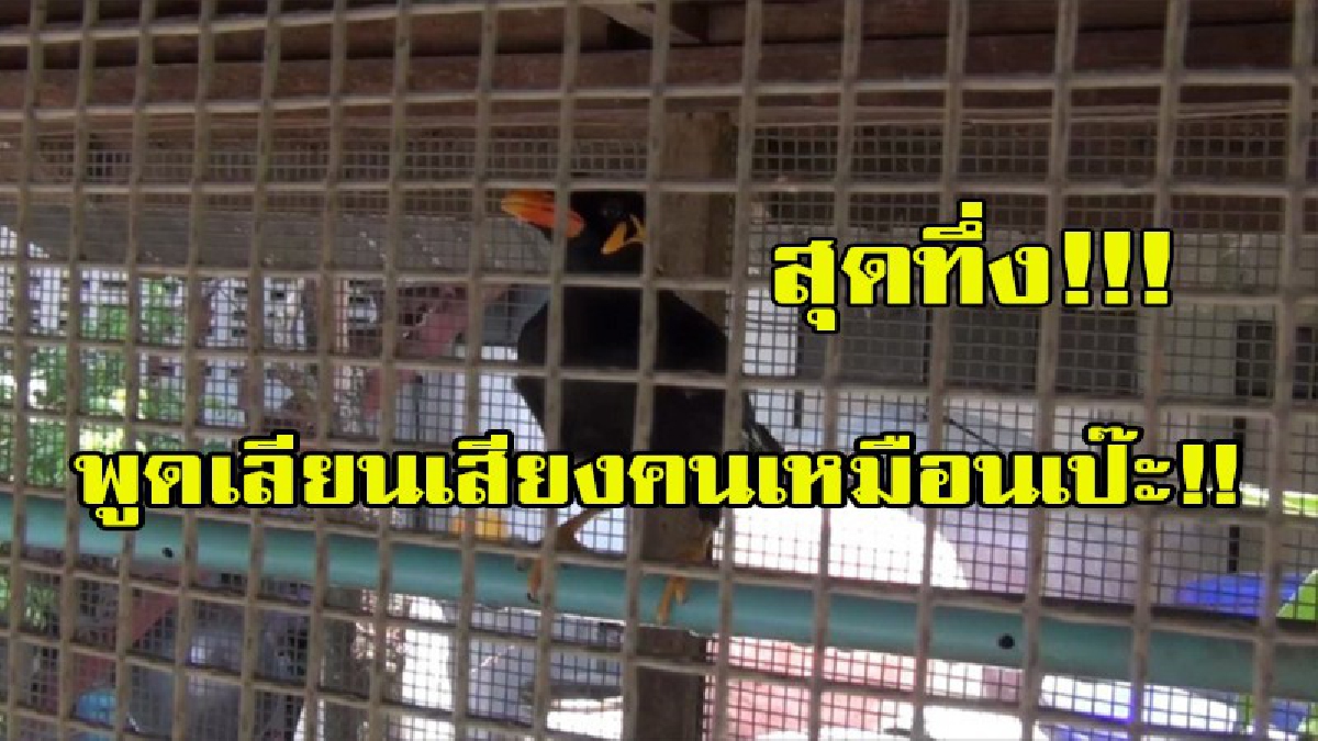 สุดทึ่ง!!!! เจ้านกขุนทองแสนรู้ของผู้ใหญ่บ้านพูดเรียนเสียงคน จนบางที่ลูกบ้านมาหาที่บ้านนึกว่ามีคนอยู่ในบ้าน (มีคลิป)