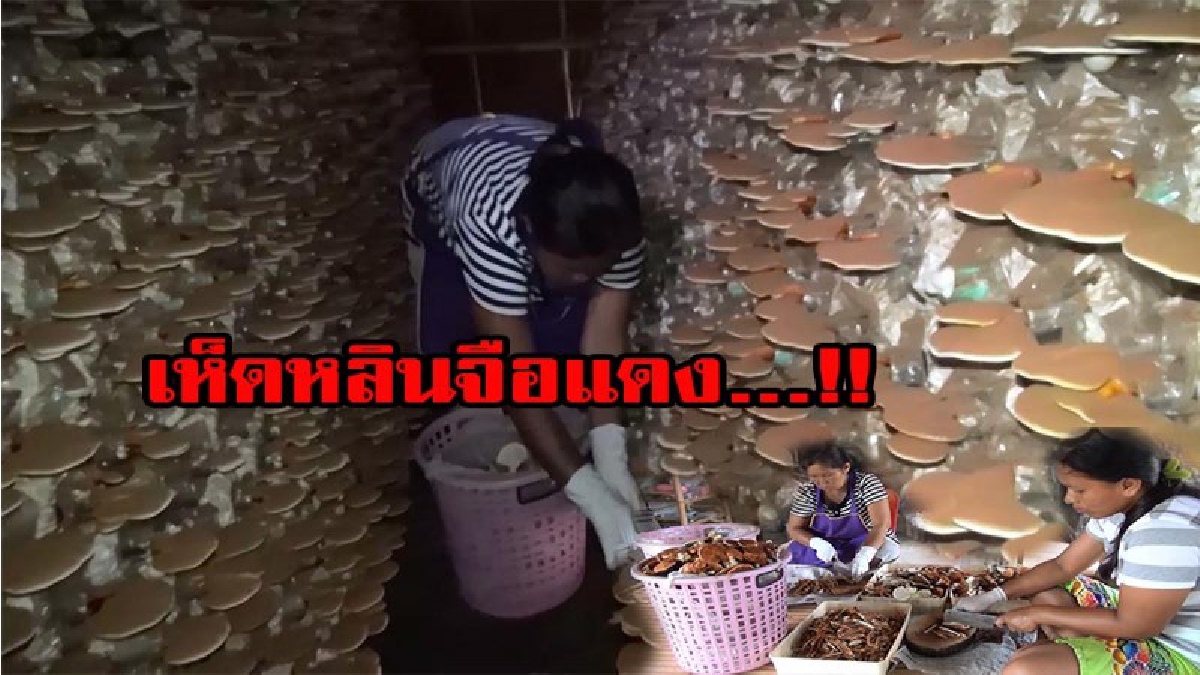 อากาศเป็นใจ...เห็ดหลินจือแดงล๊อตใหญ่ มีลูกค้าสั่งจองเพียบ ชาวบ้านเตรียมตัวรวย แบบไม่รู้ตัว (มีคลิป)