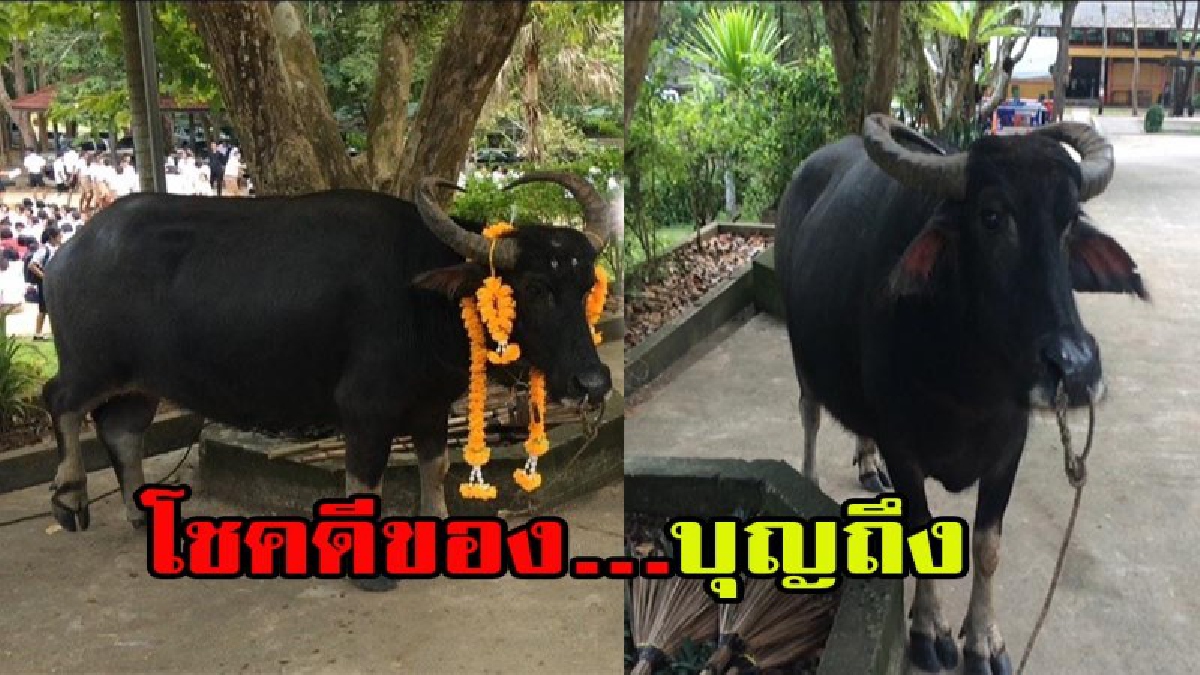 ครู นักเรียน ร่วมกันทำพิธีรับขวัญ บุญถึง หลังวิ่งมาขอชีวิตจาก ผอ.โรงเรียน หลังหนีจากโรงเชือด ที่สำคัญมันกำลังตั้งท้อง มีคลิป