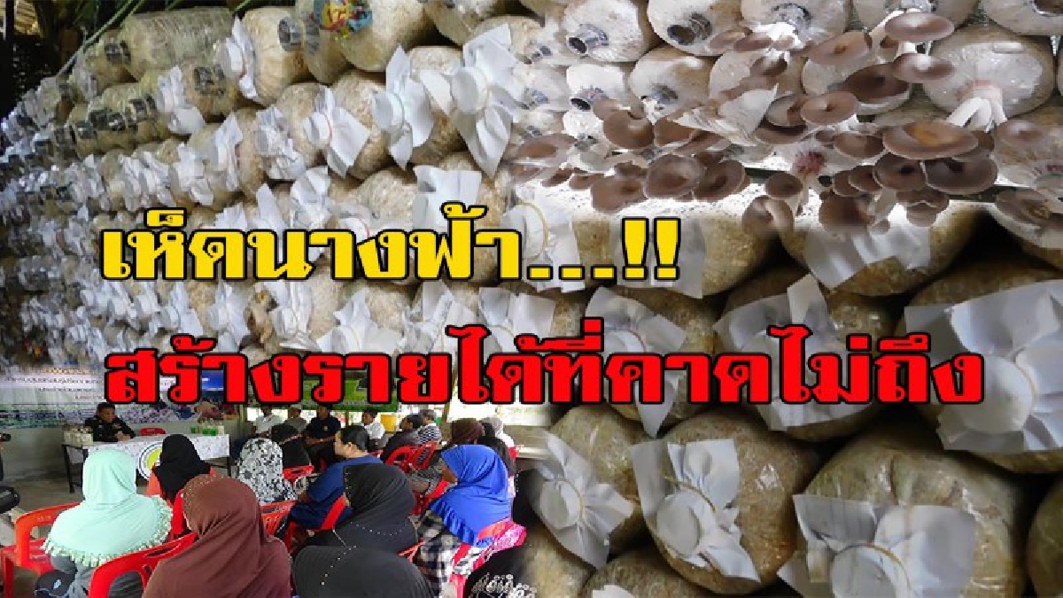 เห็ดนางฟ้า สร้างรายได้เป็นกอบเป็นกำ ถ่ายทอดความ รวยให้ทั่วถึง ตามหลักปรัชญาเศรษฐกิจพอเพียง มีคลิป