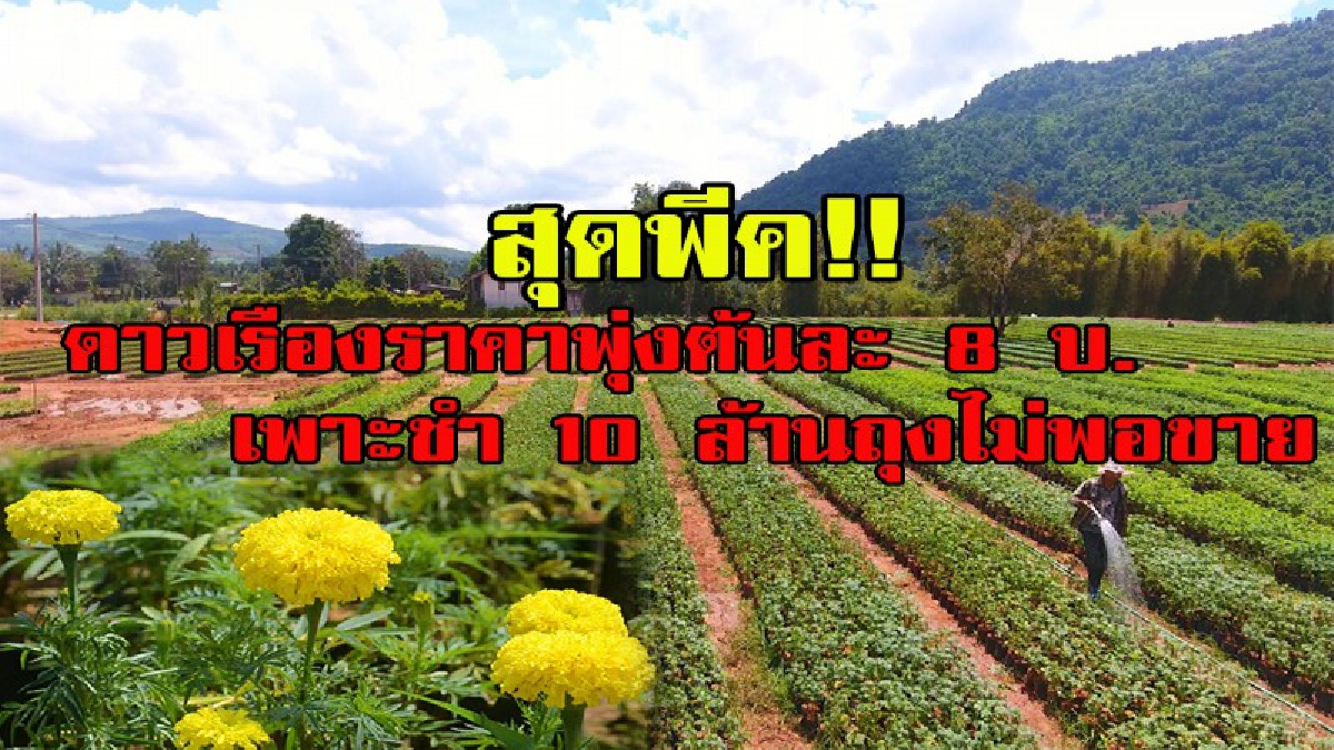 โอ้โห ของเขาดีจริง!!!! ชาวภูเรือยิ้มแฉ่ง ดาวเรืองสุดพีค ราคาพุ่งต้นละ 8 บ. เพาะชำ 10 ล้านถุงไม่พอขาย (มีคลิป)