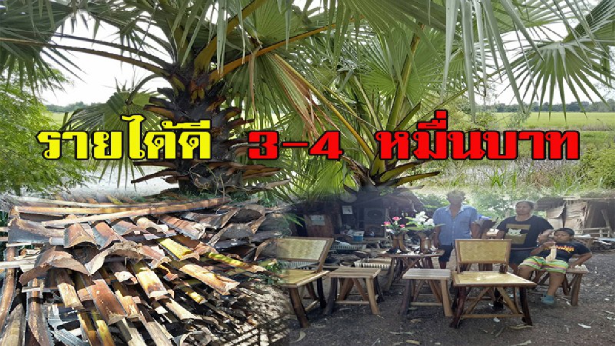 ไอเดียสุดเจ๋ง!!! เฟอร์นิเจอร์จากกาบต้นตาลทำเงินเดือนละ 3-4 หมื่น!!!