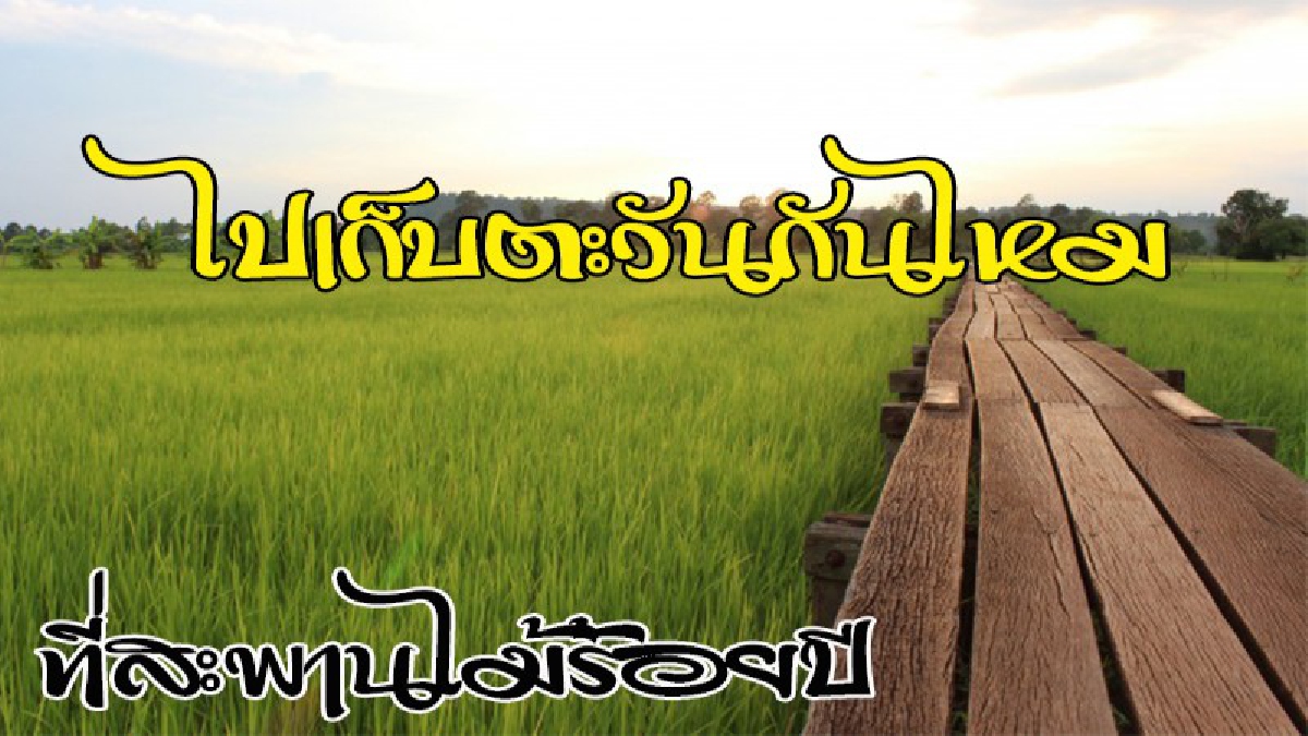 ชวนมาเที่ยว!!! “เก็บตะวัน” ที่สะพานไม้ร้อยปีโคราช สัมผัสธรรมชาติท้องทุ่งยามเย็นสุดฟิน...