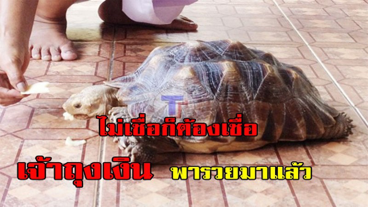 ไม่เชื่อก็ต้องเชื่อ....!!เจ้าถุงเงิน พารวยมาแล้ว หลายงวด เซียนหวยห้ามพลาด มีคลิป
