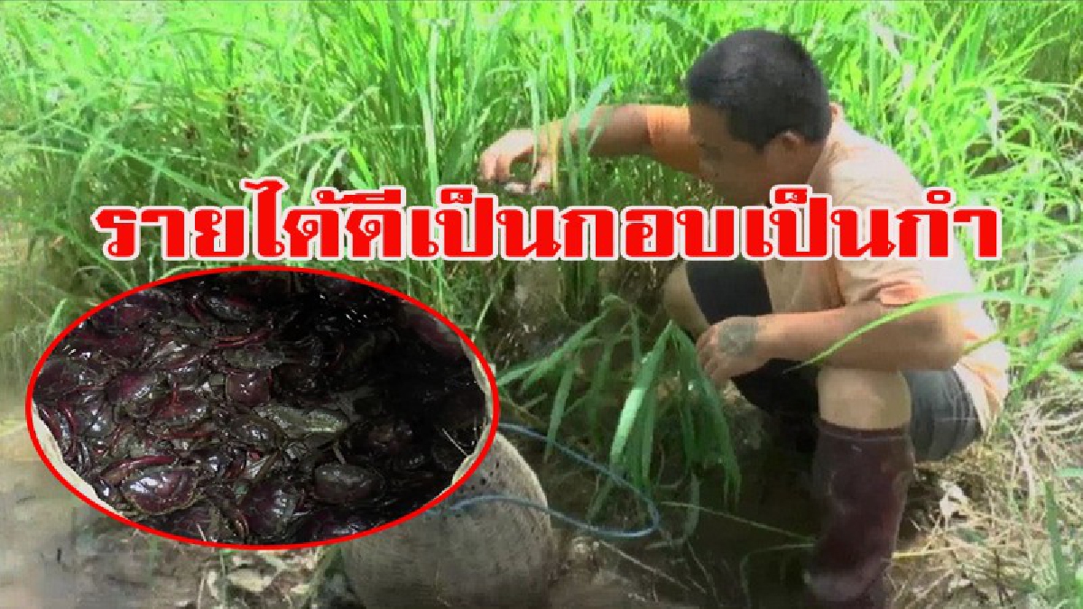 ปูนาสร้างรายได้ กระฉูด!! ปูหายาก จากการใช้สารเคมี ชาวนาหัวใสทำ "น้ำปู๋" เครื่องปรุงรสอาหารคนเหนือ สร้างรายได้เข้ากระเป๋าเป็นกอบเป็นกำ