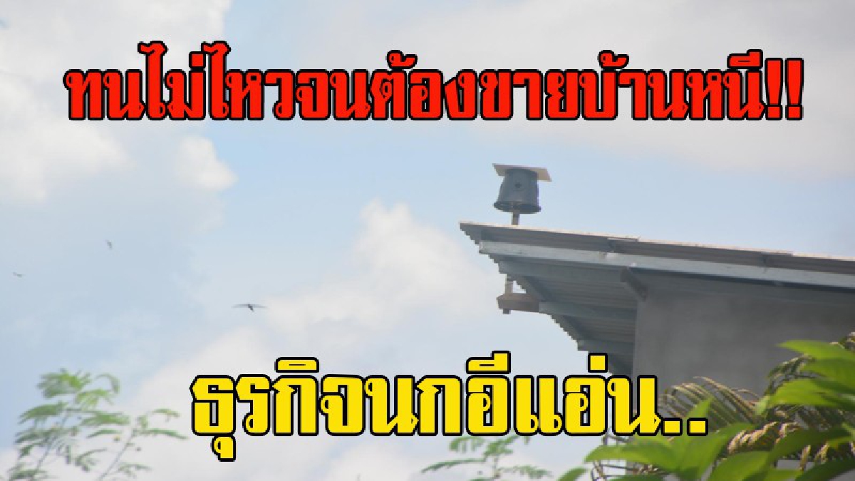 ทนไม่ไหวจนต้องขายบ้านหนี!!กว่า200ชีวิตเดือดร้อนหนัก ธุรกิจนกอีแอ่นส่งผลกระทบทั้งเสียงทั้งมูลนกส่งกลิ่นเหม็น ชาวบ้านหวั่นนำเชื้อโรคสู่ชุมชน