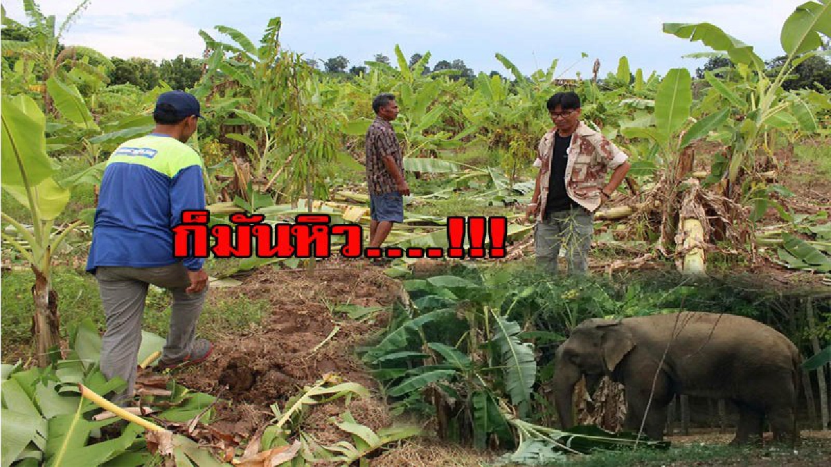 ครั้งนี้พี่ขาใหญ่...เขาเอาจริง ยกมาเป็นโขลง พังให้ราบเป็นหน้ากอง ความเสียหายมากกว่า 10 ไร่ หวั่นกลัวมีคนได้รับอันตราย มีคลิป