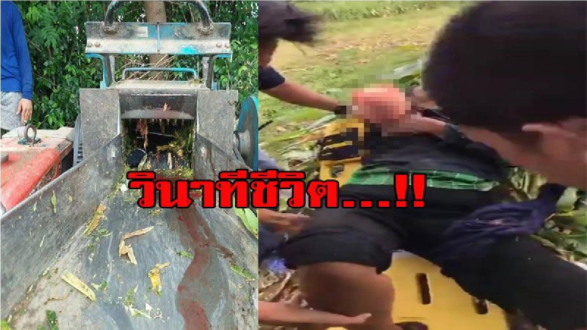 สาวใหญ่ ใช้เครื่องโม่ข้าวโพด เลี้ยงวัว แต่เกิดเหตุไม่คาดคิดเครื่องตัดแขนขาด พอรู้สาเหตุว่าทำไมถึงเป็นอย่างนั้น ใครที่ใช้เครื่องจักรแบบนี้ต้อ