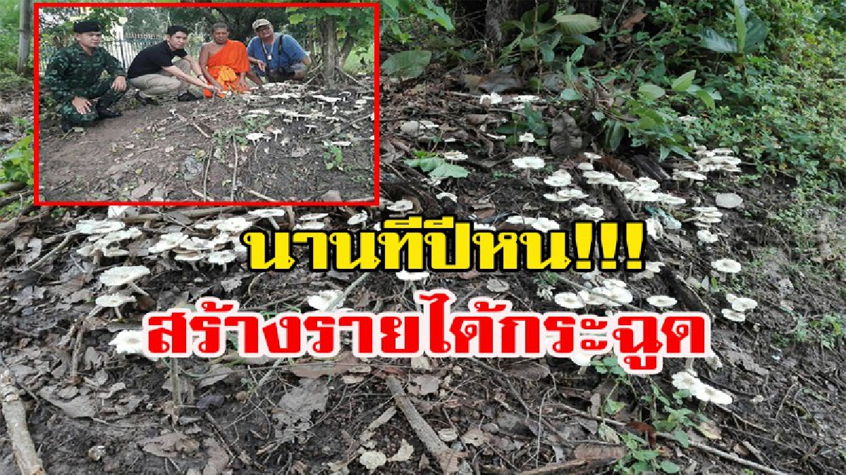 ถึงเวลารวย!!!! ชาวบ้านพรานกระต่าย แห่เก็บเห็ดโคนที่เกิดขึ้นเพียงปีละครั้ง ได้ออกมาให้เก็บขายสร้างรายได้เลี้ยงชีพ ราคาสูงลิบลิ่ว
