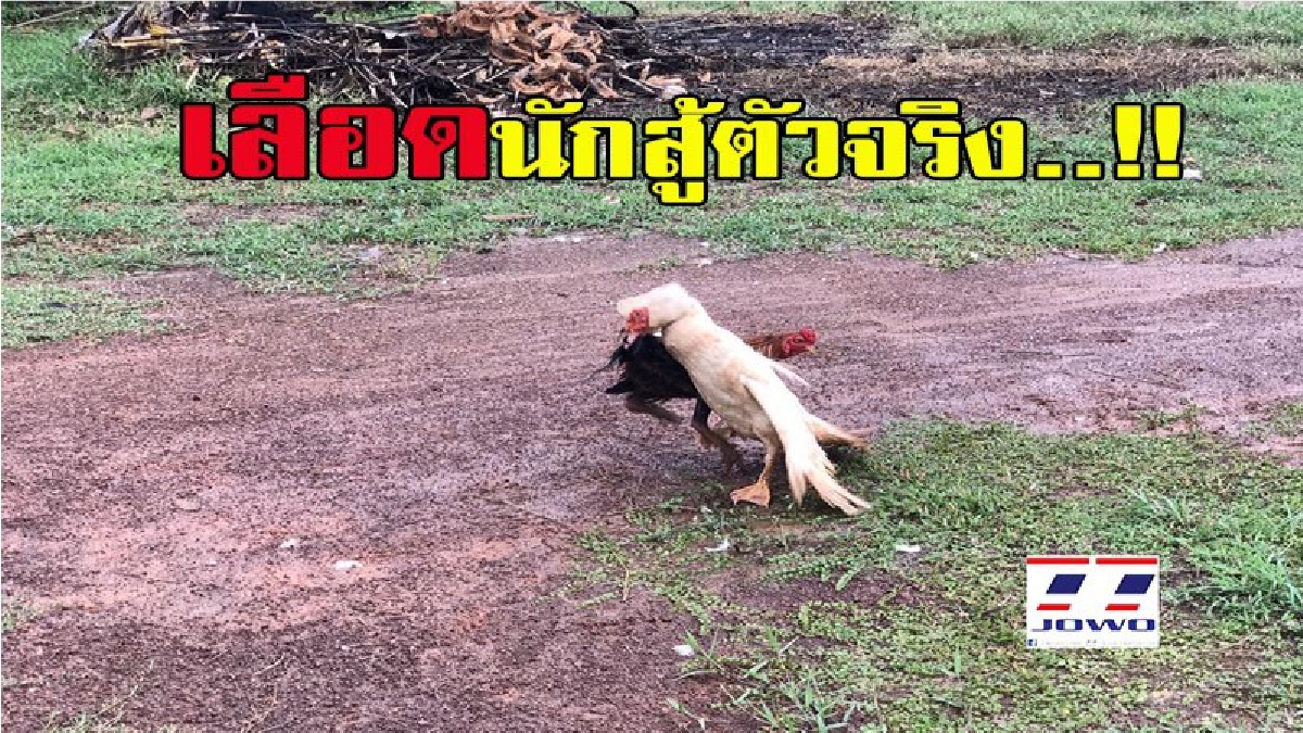 ศึกครั้งนี้บอกเลยว่าดุเดือดมาก.....ผลสรุป ใครบอบช้ำมากกว่ากันมาดูมีคลิป