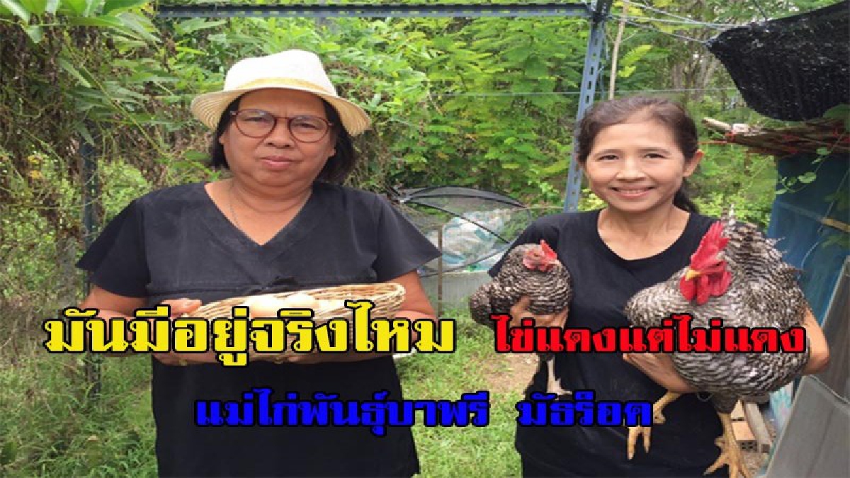 ว้าว ว้าว แปลกแต่จริง แม่ไก่พันธุ์บาพรี มัธร็อคให้ไข่ทุกใบ ออกมาสีขาว รสชาด หอม หวาน มัน ไร้กลิ่นคาว มีคลิป
