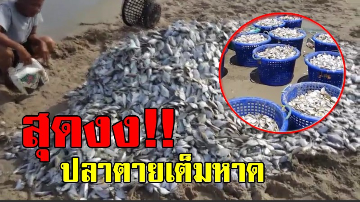 สุดงง!? เห็นแบบนี้ทำเอาอึ้งกันทั้งหาด เกิดปลาตายเกลื่อนเป็นจำนวนมาก ชาวบ้านสุดงง มันเป็นเพราะอะไรกันแน่ บางคนรีบเก็บมาทำอาหารกิน!?(มีคลิป)