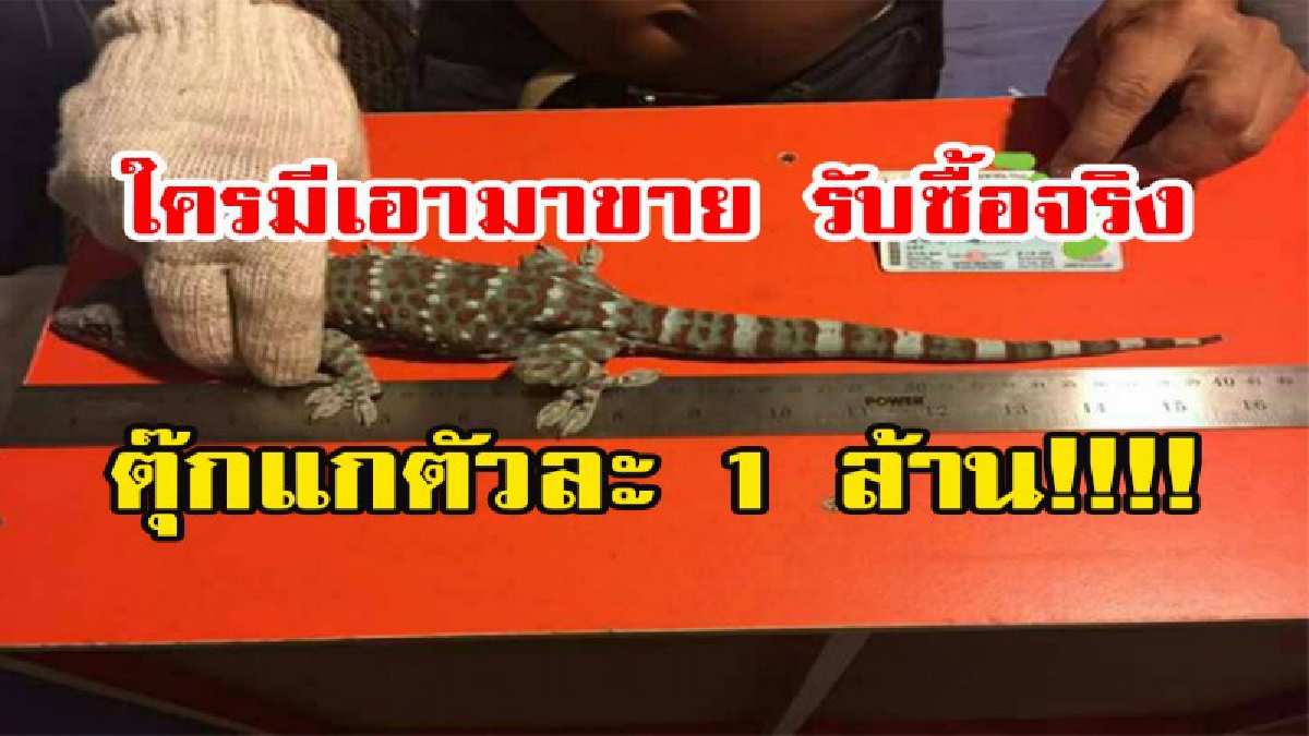 ใครมีเอามาขาย รับรองรวยเละ!!!!! หนุ่มนครนายกรับซื้อตุ๊กแกตัวละ 1,000,000 บาท (รายละเอียด-คลิป)