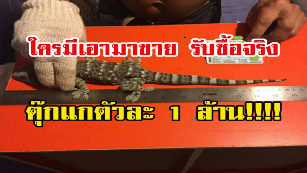 ใครมีเอามาขาย รับรองรวยเละ!!!!! หนุ่มนครนายกรับซื้อตุ๊กแกตัวละ 1,000,000 บาท (รายละเอียด-คลิป)