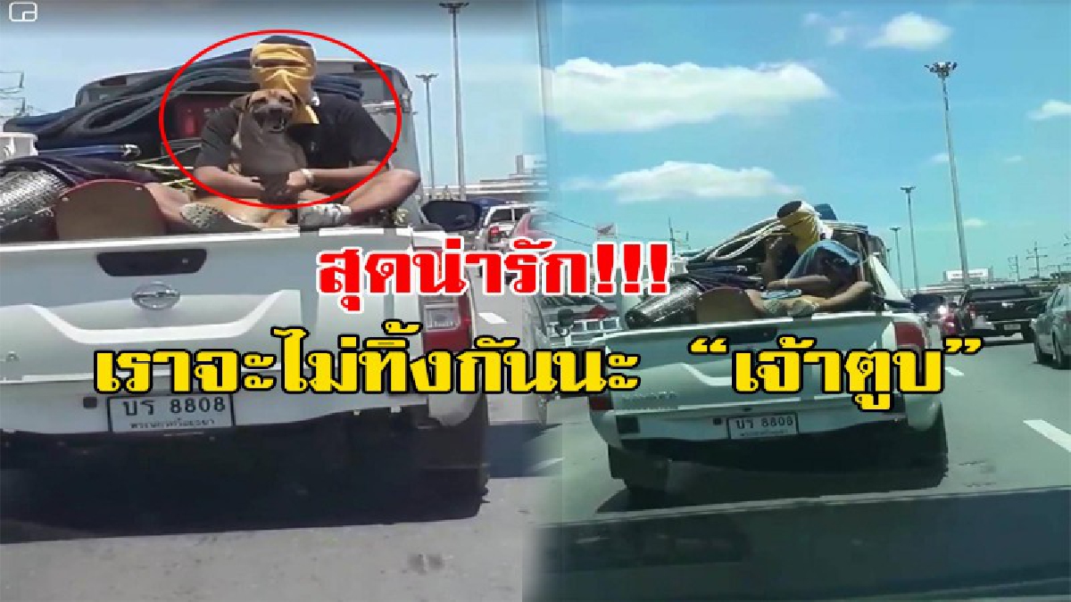 เราจะไม่ทิ้งกันนะ!!! โซเชียลแห่แชร์ ภาพความประทับใจ ท้ายรถกระบะ ระหว่างหนุ่มและเจ้าตูบ( มีคลิป)