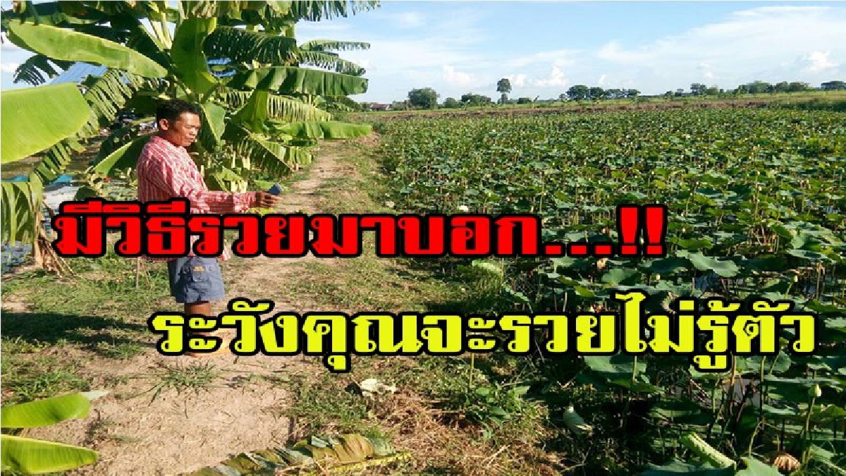 มีวิธีรวยมาบอก โอกาสของท่านกำลังมา เกษตรกรอำเภอโนนสูงพลิกวิกฤต เป็นโอกาสน้ำท่วมขังที่นา สร้างรายได้เสริมกว่า 20,000 ต่อเดือน ลงทุนน้อย กำไรง